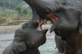 Jennifer Hile - Elephant Bath, Thailand